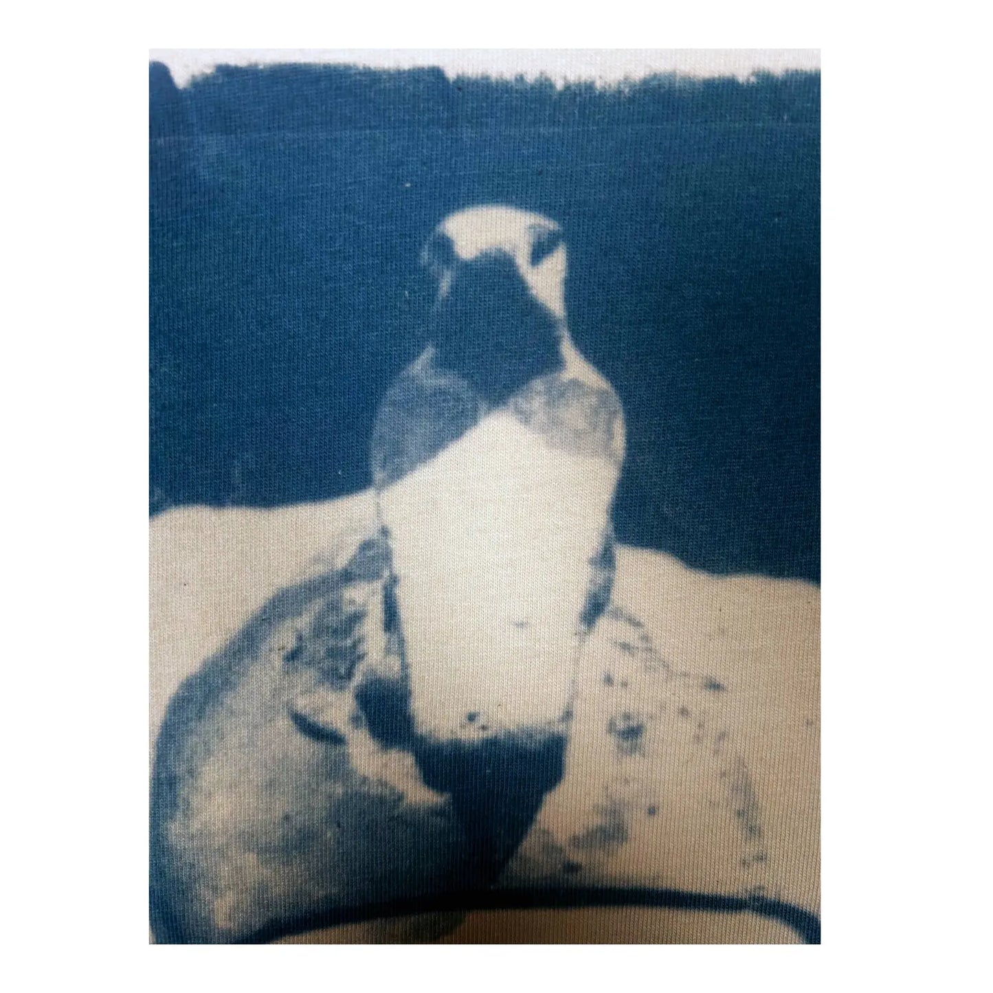 Echnaton - Studio edition